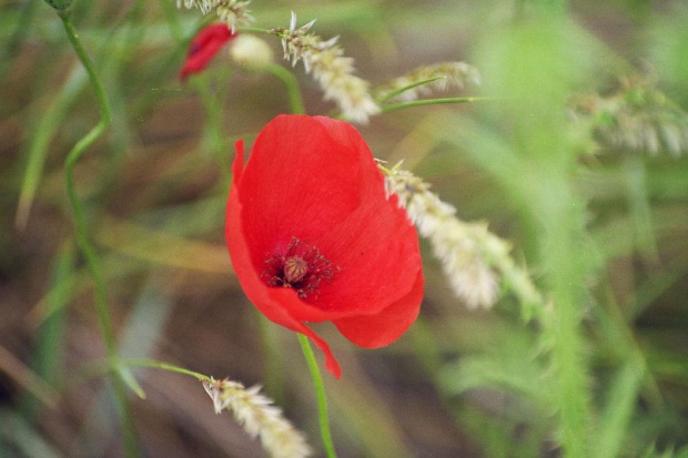 Prowansja flora