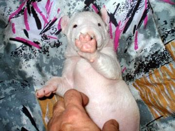 jak się Wam podoba moja świnka, ma na imię Zorka #psy
