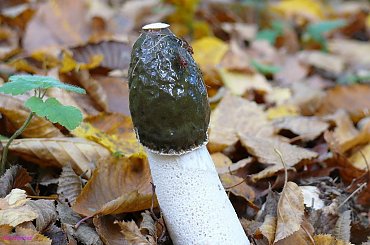 Phallus impudicus - Sromotnik bezwstydny. #SromotnikBezwstydny #PhallusImpudicus #SromotnikWstydliwy #SmardzCuchnący #śmierdziak #śmierdziel #smrodnik #smrodziuch #sromnik #BedłkaPańska #jajczak