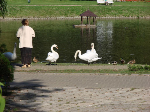 #Nałęczów #spacer #park #PijalniaCzekolady #łabędzie #staw #Agatka #Filip #Adusia #Marcin #słońce #Brutus